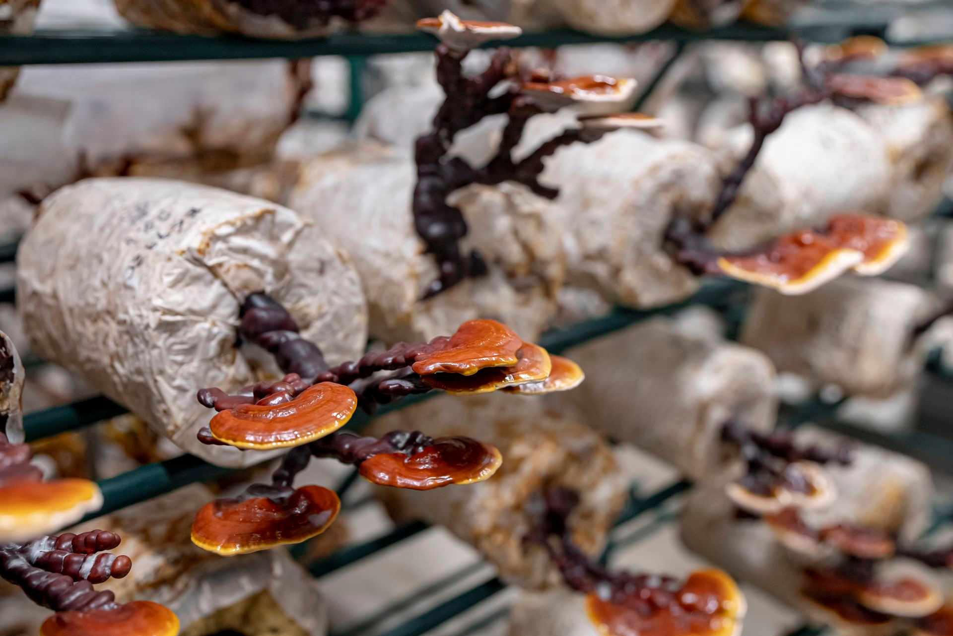 668869 Inside Mushroom Farming Web Version 1920px
