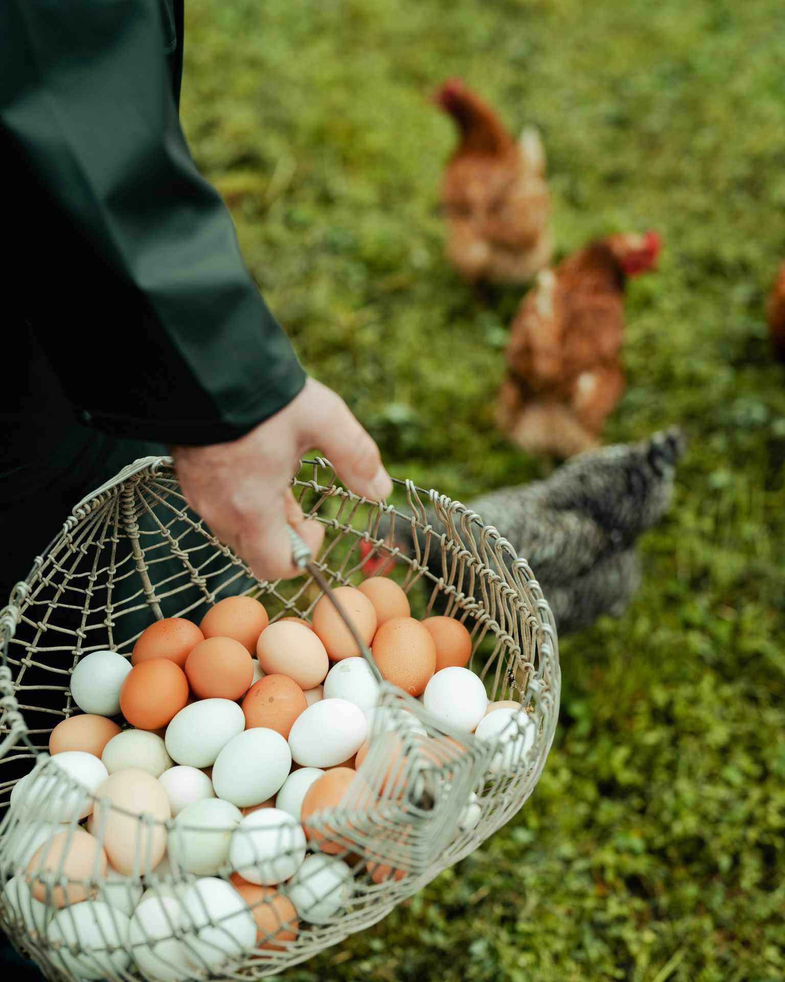 751182 Fresh Eggs Web Version 1920px