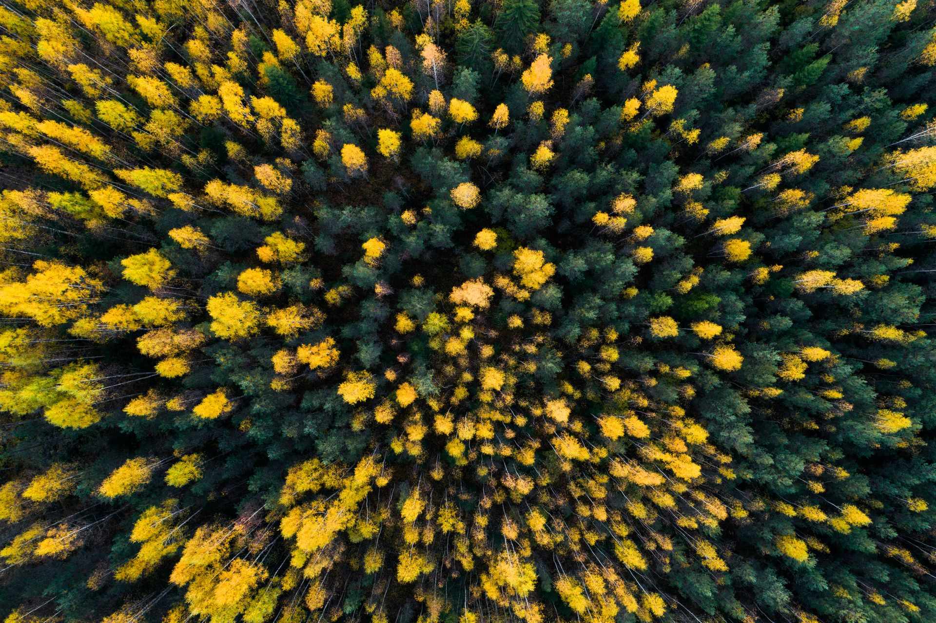 252774 Colorful Forest Web Version 1920px