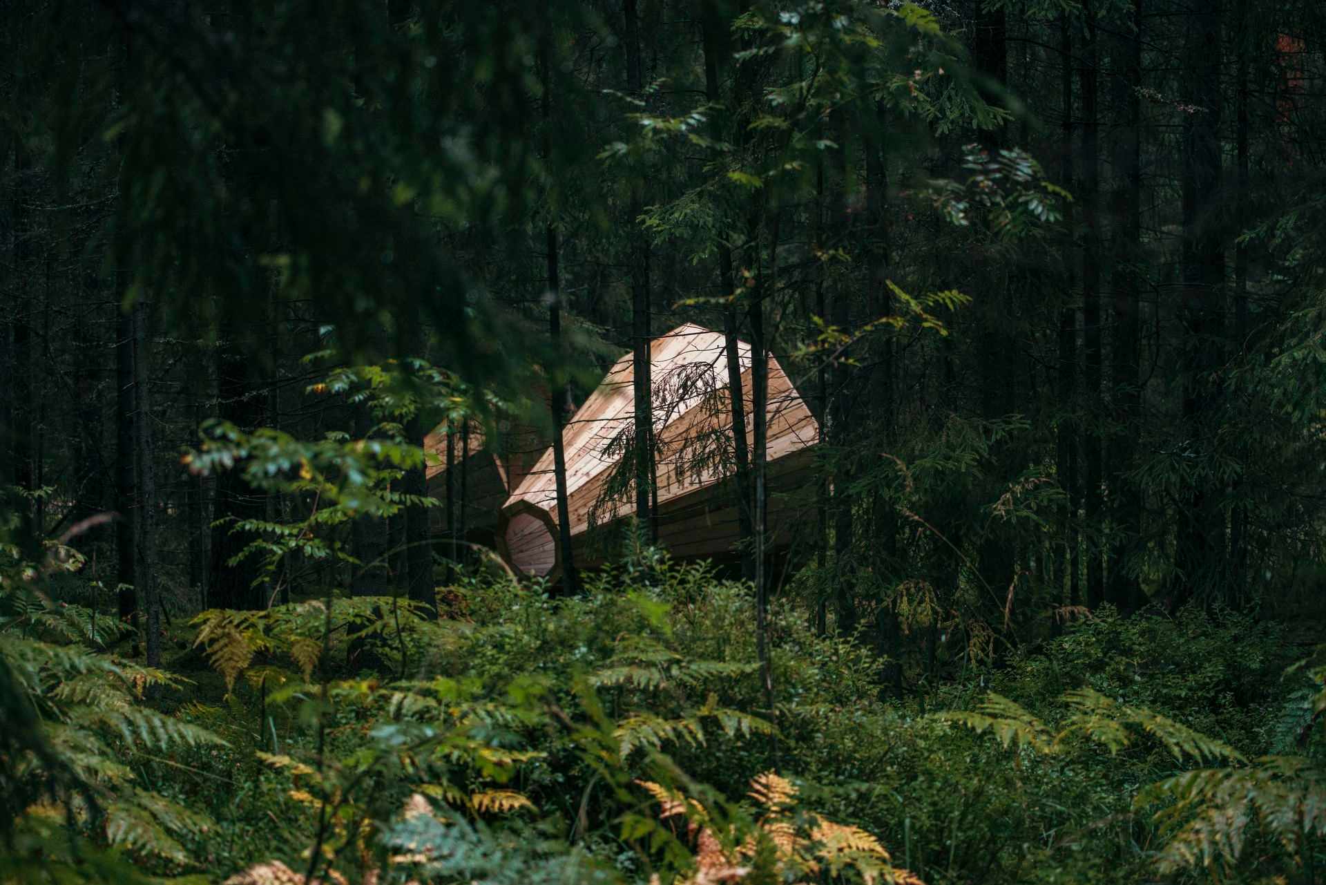 253568 Forest Megaphone Web Version 1920px