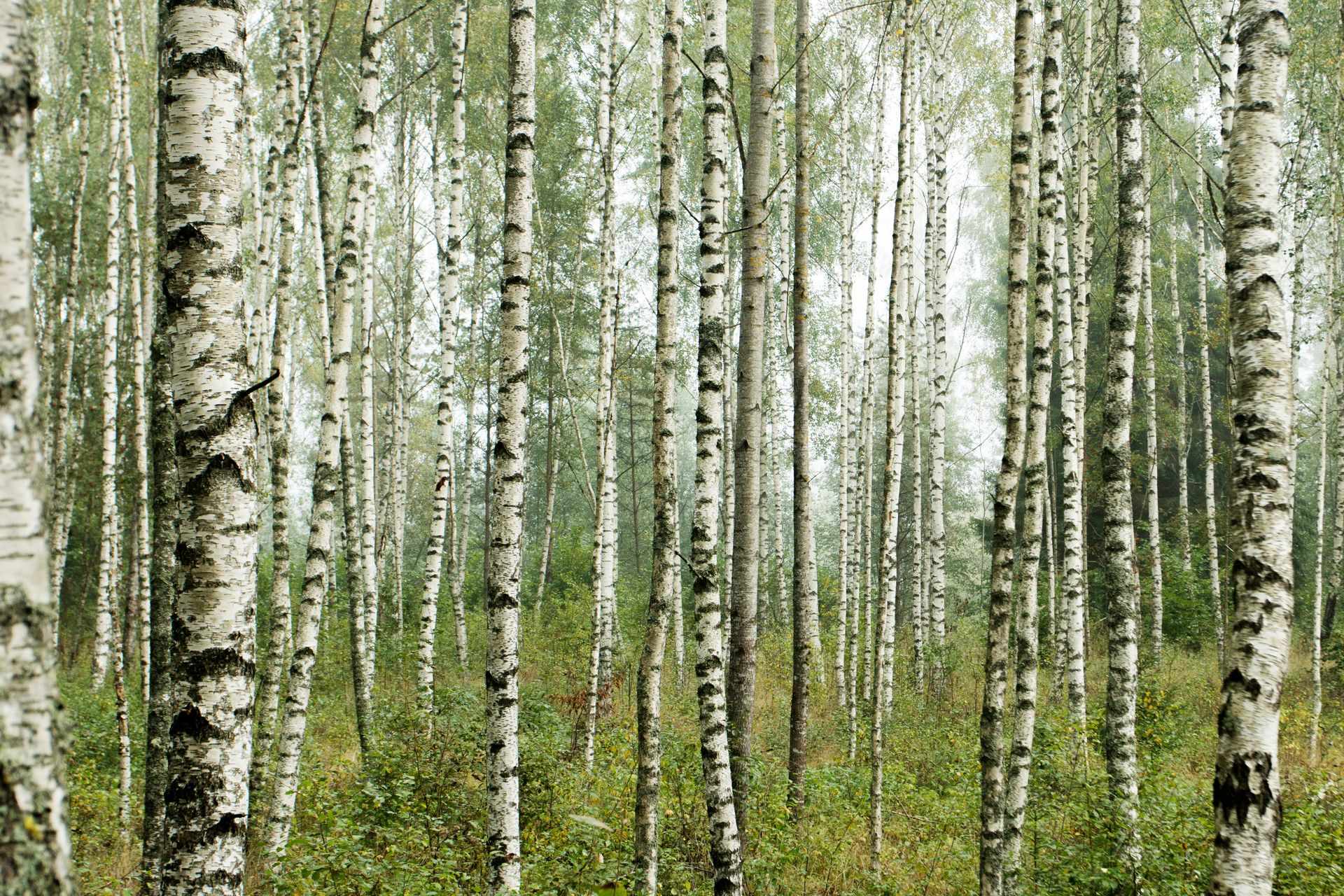 252690 Birch Forest Web Version 1920px