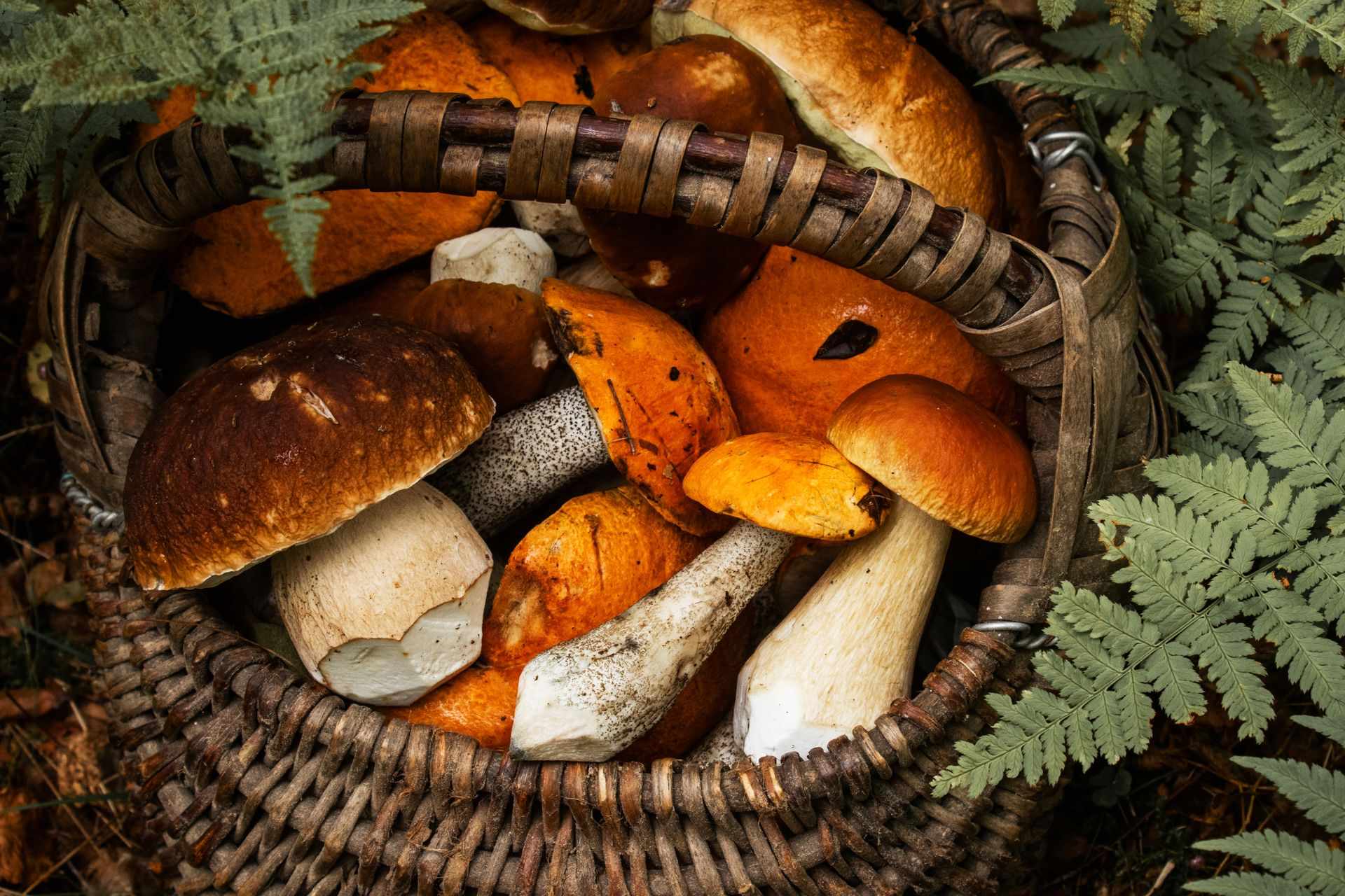 253104 Mushroom Basket Web Version 1920px