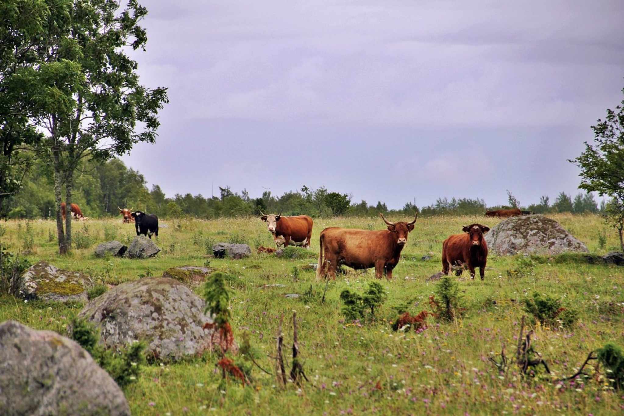 Estonia plans €546 million investment boost for agriculture and food production